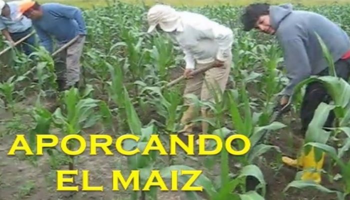 aporcanco maiz