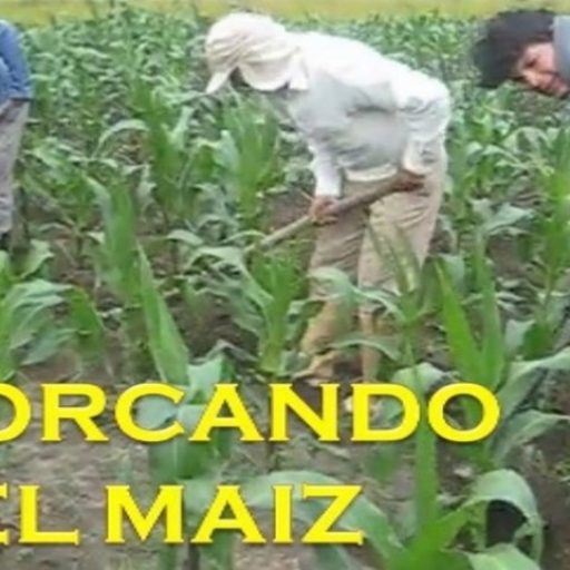 aporcanco maiz